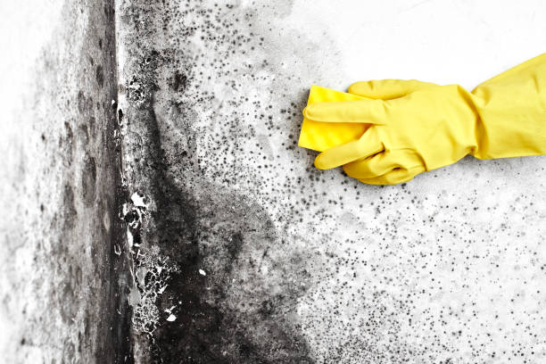 Best Black Mold Removal  in Plymouth, NC