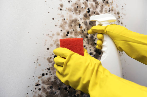 Best Local Mold Removal Service  in Plymouth, NC